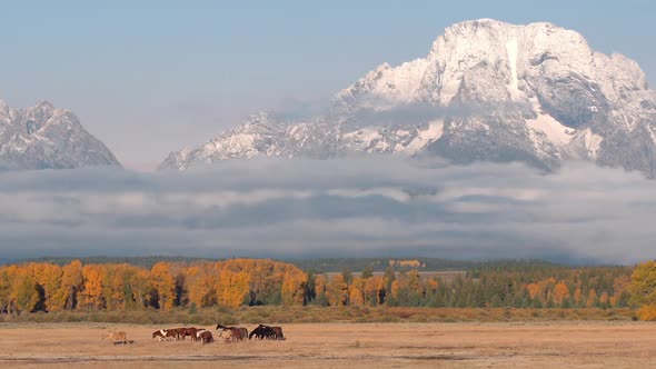 Horses grazing in a field in Fall