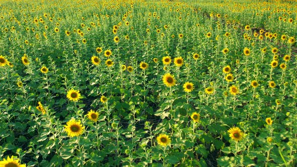 4K Beautiful aerial view of sunflowers, sunflowers blooming in the wind