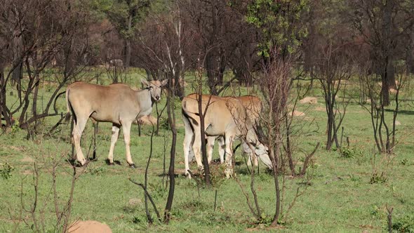 Eland Antelopes In Natural Habitat