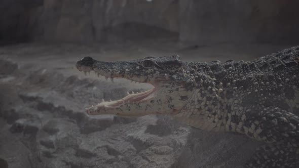The Crocodile Lies with a Gaping Mouth