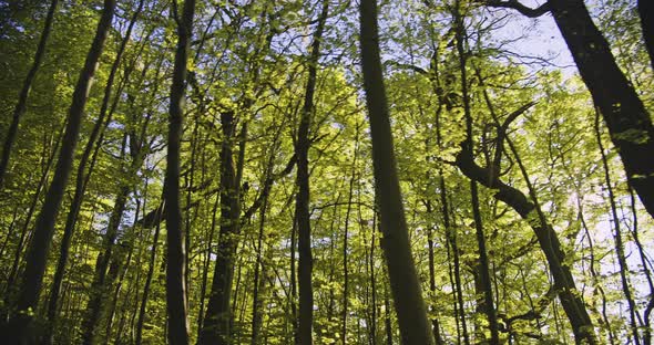 Dolly Shot of Beautiful and Tall Trees in the Forest and Sun Glare From the Sky