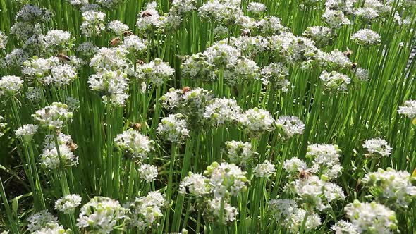 Fresh white flowering Chinese chives with lots of bees flying around 