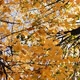 Autumn Leaves - VideoHive Item for Sale
