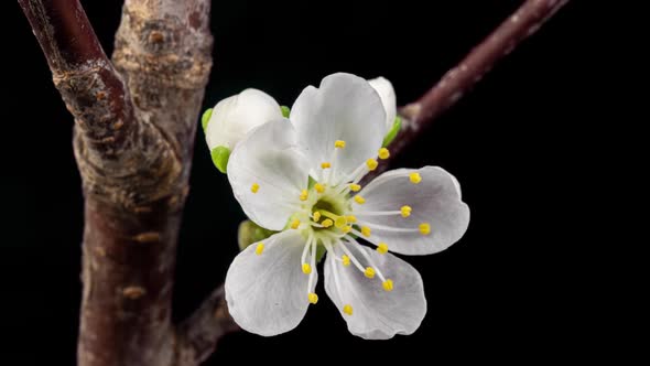 White Flowers of a Cherry Blossom on a Cherry Tree Close Up