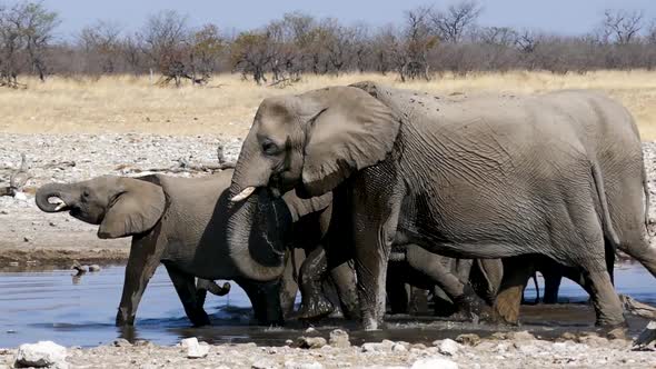 Herd of Elephants Head to the Pond to Drink Water and Wash Themselves