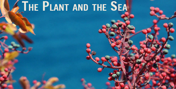 The Plant and the Sea