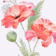 Watercolor Bouquet Clipart illustration PNG - GraphicRiver Item for Sale