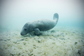West indian manatee (trichechus manatus) swimming to drink fresh water from underwater springs on - PhotoDune Item for Sale