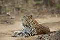 Leopard - Panthera pardus, This one is unusual in that he has blue eyes, rather than the more usual - PhotoDune Item for Sale