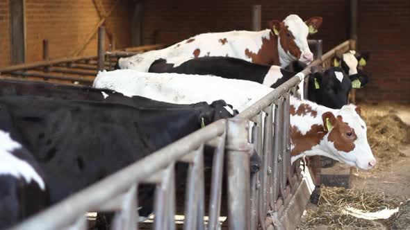 Cows standing in barn