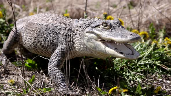 Alligator walking through brightly coloured dandelions and grass