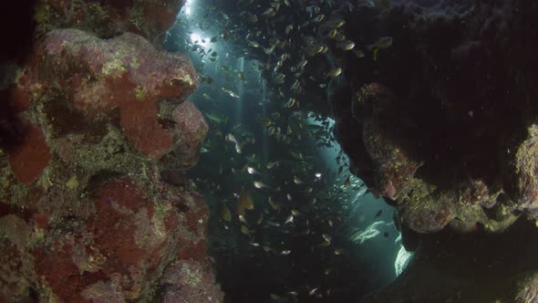 silversides hiding behind secret rocks