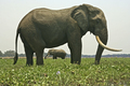 Two bull african elephants (Loxodonta africana) standing in Zambezi River, Mana Pools National Park, - PhotoDune Item for Sale