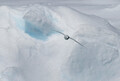 Snow Petrel glides over the ice floe in the southern ocean, 180 miles north of East Antarctica, - PhotoDune Item for Sale