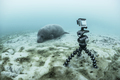 Underwater camera on tripod filming sleeping manatee, Sian Kaan biosphere reserve, Quintana Roo, - PhotoDune Item for Sale