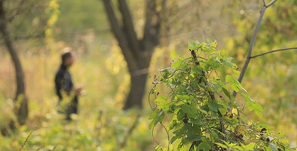 Green Leaves And Fisherman With Spinning