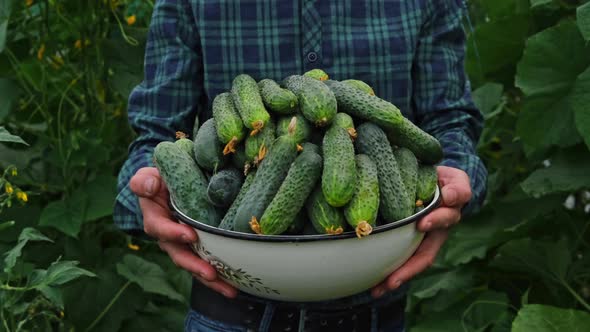 Cucumber Harvest in the Hands of a Male Farmer