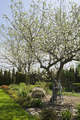 Wooden stepladder beneath a white flowering apple tree (malus domestica) in backyard garden in - PhotoDune Item for Sale