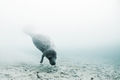 West indian manatee (trichechus manatus) swimming to drink fresh water from underwater springs on - PhotoDune Item for Sale