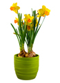 Isolated yellow daffodil flowers in a green flower pot - PhotoDune Item for Sale