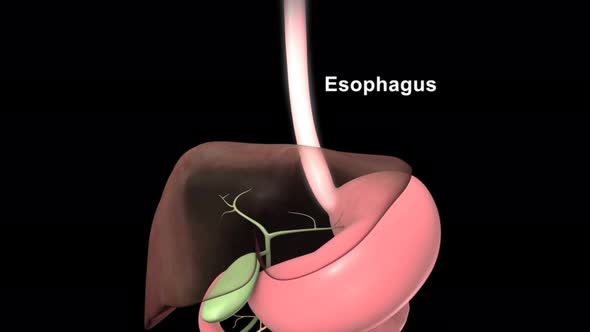 Female Reproductive System with Nervous System and Urinary Bladder Anatomy Animation Concept. 3D