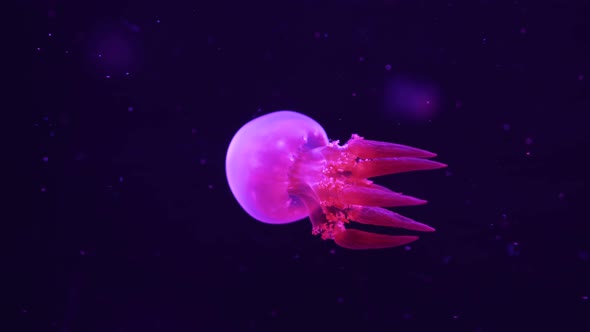 Flame Jellyfish (Rhopilema Esculentum) swimming underwater. 