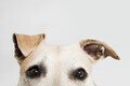 Eyes of a pitbull terrier - PhotoDune Item for Sale