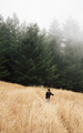 Boy in foggy field landscape, Fairfax, California, USA, North America - PhotoDune Item for Sale