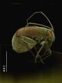 Coloured SEM of small bug (Hemiptera) - PhotoDune Item for Sale