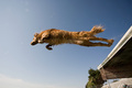 Dog jumping - PhotoDune Item for Sale