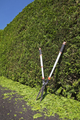 Clipped Thuja occidentalis - cedar tree hedge with garden shears and trimmings on black asphalt - PhotoDune Item for Sale