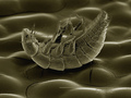 Coloured SEM of Triungulin larva of Meloid beetle (Meloidae) - PhotoDune Item for Sale