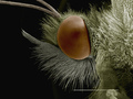 Coloured SEM of head of cabbage butterfly (Pieridae) - PhotoDune Item for Sale