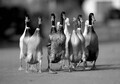 Ducks - PhotoDune Item for Sale