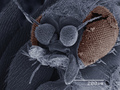 Coloured SEM of small fly (Scatopsidae, Diptera) - PhotoDune Item for Sale
