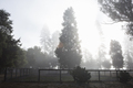 Trees in mist behind fence, Sebastapol, California, USA - PhotoDune Item for Sale