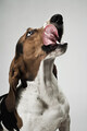 Basset hound sticking out tongue - PhotoDune Item for Sale