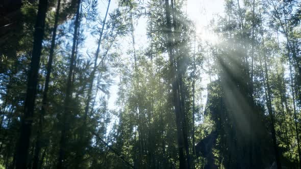 Windy Tranquil Arashiyama Bamboo Grove alt