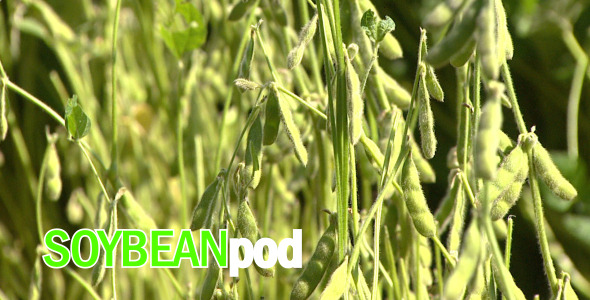 Soybean Pod