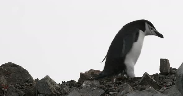 Chinstrap penguin