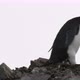 Chinstrap penguin - VideoHive Item for Sale