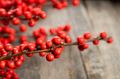 Holly berries - PhotoDune Item for Sale
