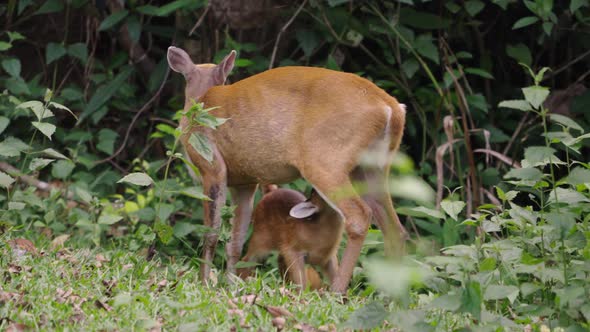 Female Indian Muntjac or Barking Deer Breast Feeding Her Fawn