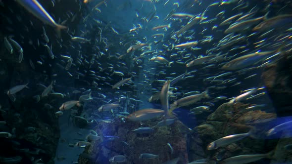 Horde of Fish Swim in a Circle Under the Water