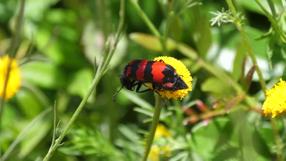 Black-and-Red-bug on a common dandelion 