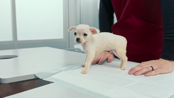 Chihuahua puppy dog on examination in a veterinary clinic. Checking the dog's teeth.