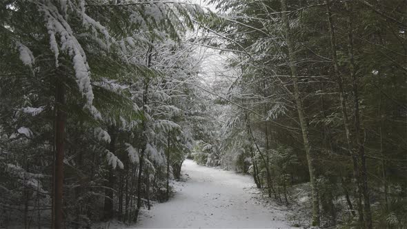 Beautiful Hiking Trail in the Forest