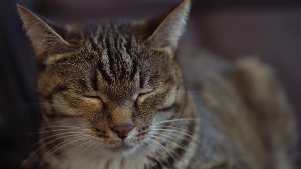 ordinary cat with green eyes