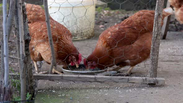 Chickens eating corn grains from a plate. Domestic poultry pecking organic food.