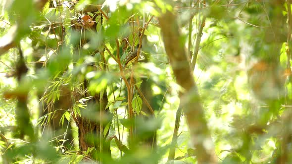 Small bird resting on a tree branch and flying off in green dense jungle